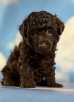 Tiny Tim Male ACA Toy Poodle $1350