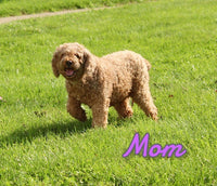 Judy Female Mini Poodle $575