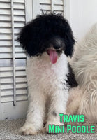 Travis Male ICA Mini Poodle $650