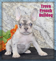 Treva Female AKC French Bulldog $1899
