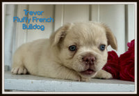 Trevor Male AKC Fluffy French Bulldog $1950