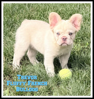 Fluffy French Bulldog