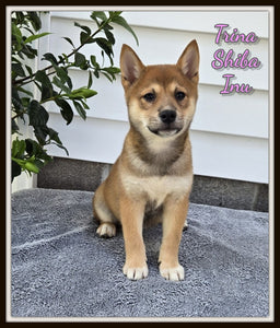  Shiba Inu
