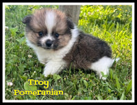Troy Male ACA Pomeranian $1375