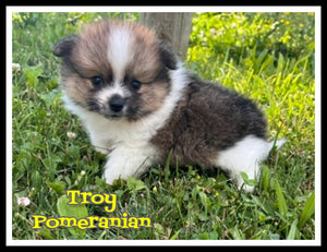 Pomeranian