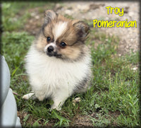 Pomeranian