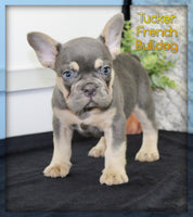 Tucker Male AKC French Bulldog $1650