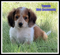 Tucker Male AKC Mini Dachshund $2200