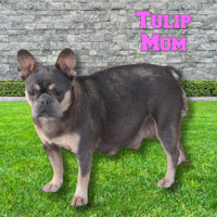 Milo Male AKC French Bulldog $1595