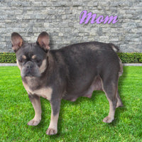 Lucy Female AKC French Bulldog $2500
