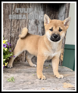 Tulip Female AKC Shiba Inu $500