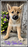Shiba Inu