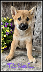 Shiba Inu