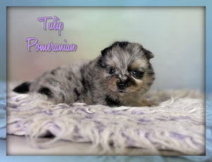 Pomeranian