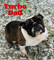 Tucker Male Beabull $875