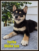 Turbo Male AKC Shiba Inu $850