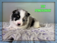 Tux Male ACA Pomeranian $2325