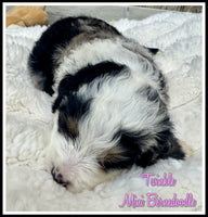 Twinkle Female F1B Mini Bernedoodle $2500