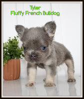 Tyler Male AKC Fluffy French Bulldog $1950