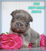 Tyler Male AKC Fluffy French Bulldog $1950
