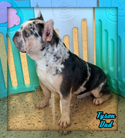 Frankie Male AKC French Bulldog $1450