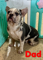 Bella Female AKC French Bulldog $1800