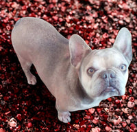 Violet Female AKC French Bulldog $450