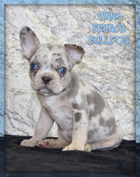 Vinny Male AKC French Bulldog $1600