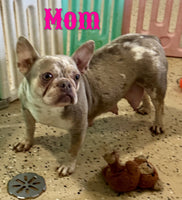 Bella Female AKC French Bulldog $1800