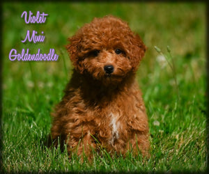 Mini Goldendoodle