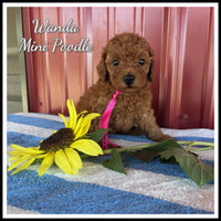 Wanda Female ACA Mini Poodle $975