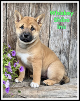 Shiba Inu
