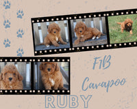 Rudy Male F1B Cavapoo $400