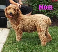 Finn Male AKC Mini Poodle $795