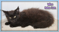 Maine Coon