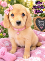 Willow Female Mini Golden Retriever $1995