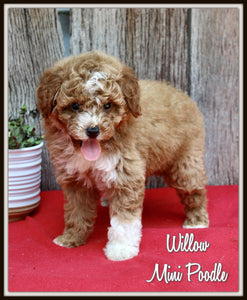 Mini Poodle