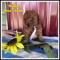 Wilma Female ACA Mini Poodle $975