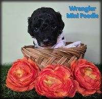 Wrangler Male Mini Poodle $750