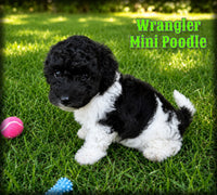 Wrangler Male Mini Poodle $750