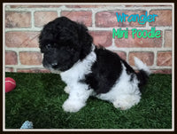 Wrangler Male Mini Poodle $750
