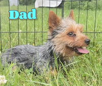 Hunter Male Yorkshire Terrier $950