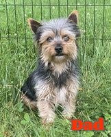Jay Male Yorkshire Terrier $1200