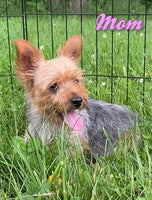 Hudson Male Yorkshire Terrier $950