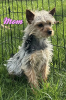 Jay Male Yorkshire Terrier $1200