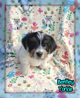 Bentley Male Yorkshire Terrier $750