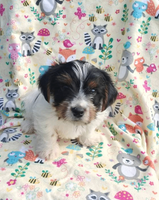 Bentley Male Yorkshire Terrier $750