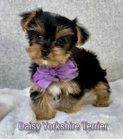 Daisy Female Yorkshire Terrier $1200