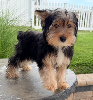 Jasper Male Yorkshire Terrier $550