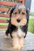 Jasper Male Yorkshire Terrier $550